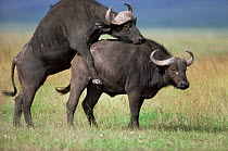 African buffalos {Syncerus caffer} mating, Masai Mara GR, Kenya