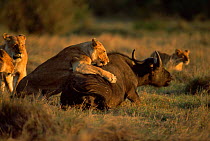 African lions {Panthera leo} bringing down an African buffalo {Syncerus caffer} Masai Mara GR, Kenya