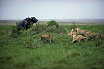 Pack of African lions {Panthera leo} approaching a cornered African buffalo {Syncerus caffer} Masai Mara GR, Kenya