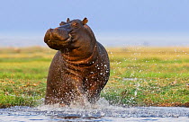 Hippopotamus {Hippopotamus amphibius} territorial defense at water edge, Chobe national park, Botswana.