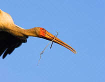 RF- Yellow billed stork (Mycteria ibis) in flight carrying nesting material in beak, Chobe national park, Botswana. (This image may be licensed either as rights managed or royalty free.)