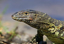 Water monitor lizard / Nile monitor {Varanus niloticus} head with tympanum visible, Chobe national park, Botswana.