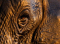 African elephant {Loxodonta africana}, close-up of eye, Chobe national park, Botswana