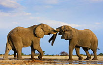 African elephant {Loxodonta africana} bulls fighting, Etosha national park, Namibia.