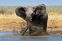 African elephant {Loxodonta africana} kicking up mud in waterhole, Etosha national park, Namibia.