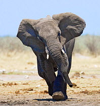 African elephant {Loxodonta africana} charging, Etosha national park, Namibia.