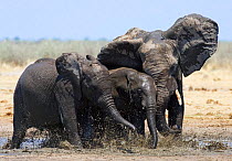 Group of African elephants {Loxodonta africana} adult and juveniles playing in mud, Etosha national park, Namibia.