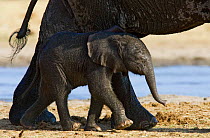 Baby African elephant {Loxodonta africana} less than 1-year, Etosha national park, Namibia.