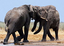 African elephant {Loxodonta africana} bulls fighting, Etosha national park, Namibia.