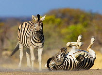 Common zebra {Equus quagga} rolling on ground, dustbathing, Etosha national park, Namibia.