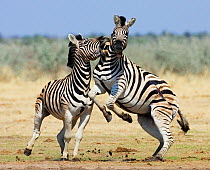 RF- Two Common zebra (Equus quagga) fighting, Etosha national park, Namibia. (This image may be licensed either as rights managed or royalty free.)