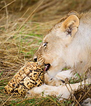 African Lion {Panthera leo} young male trying to eat Leopard tortoise {Stigmochelys / Geochelone pardalis} Etosha national park, Namibia.