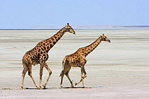 Two Giraffe {Giraffa camelopardalis} walking across Etosha pan, Etosha national park, Namibia.