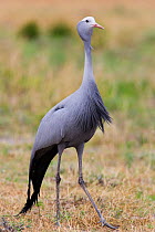 Blue crane {Anthropoids / Grus paradisea} Etosha national park, Namibia.