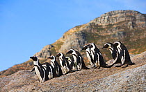 RF- Jackass / Black footed penguin (Spheniscus demersus) group on rocks, South Africa. (This image may be licensed either as rights managed or royalty free.)
