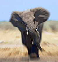 African elephant {Loxodonta africana} charging abstract, Etosha national park, Namibia.  Digitally enhanced version of 01154692.