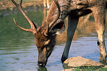 Indian sambar deer {Cervus unicolor} drinking at waterhole, Sariska NP, Rajasthan, India