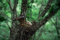 Grey frog / Chinese sparrow hawk {Accipiter soloensis} at nest with chicks, Ussuriland, Primorskiy, E Russia