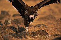 Lappet faced vulture approaching carcass (Torgos tracheliotus) Masai Mara NR, Kenya