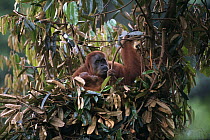 Sumatran Orang utan female with young resting in nest made in tree (Pongo pygmaeus abelii) Gunung Leuser NP, Sumatra, Indonesia