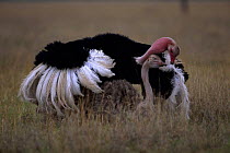 Ostrich pair exhibiting courtship display behaviour  (Struthio camelus) Masai Mara NR, Kenya