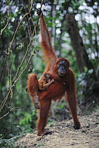 Female Sumatran Orang utan 'Edita' with male baby 'Forester' clinging to her, snatched from other female 'Suma' (Pongo pygmaeus abelii) Gunung Leuser NP, Sumatra, Indonesia.  Edita had just lost her o...