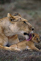 Female Lioness licks tiny cub (Panthera leo) Masai Mara NR, Kenya
