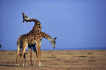 Two male Masai giraffe display to one another (Giraffa camelopardalis tippelskirchi) Masai Mara NR, Kenya