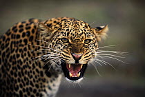 Aggressive Leopard snarling (Panthera pardus) Masai Mara NR, Kenya