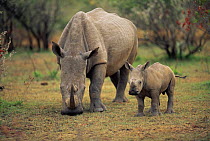White rhinoceros grazing with calf (Ceratotherium simum) Lake Nakuru NP, Kenya