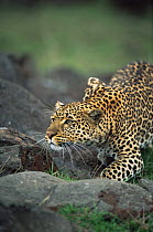 Leopard beginning to stalk prey (Panthera pardus) Masai Mara NR, Kenya