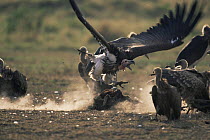 Lappet face vulture (Torgos tracheliotus) attacks White backed vultures (Gyps africanus) squabbling over carcass remains, Masai Mara NR, Kenya