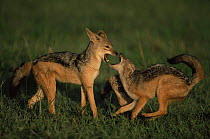 Female Black backed jackals with pups begging for food (Canis mesomelas) Masai Mara NR, Kenya