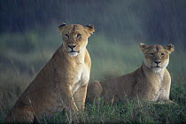 Two Lioness in pouring rain (Panthera leo) Masai Mara NR, Kenya