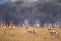 Three Grant's gazelles (Gazella granti) standing on savanna with fire burning habitat behind, Serengeti NP, Tanzania