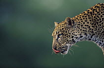 Side profile of Leopard licking its face (Panthera pardus) Masai Mara NR, Kenya