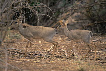 Two Kirk's dik dik in scrub habitat (Madoqua kirki) East Africa