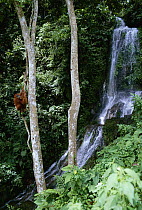 Sumatran orang utan mother with baby up a tree above forest stream (Pongo pygmaeus abelii) Gunung Leuser NP, Sumatra, Indonesia