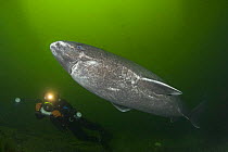 Greenland sleeper shark (Somniosus microcephalus) and underwater photographer, St. Lawrence River estuary, Canada NB: this shark was wild and unrestrained  Model released  373