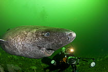 Greenland sleeper shark (Somniosus microcephalus) with parasitic copepod (Ommatokoita elongata) attached to eye, and underwater photographer, St. Lawrence River estuary, Canada NB: this shark was wil...