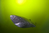 Greenland sleeper shark (Somniosus microcephalus)~St. Lawrence River estuary, Canada~NB: this shark was wild and unrestrained
