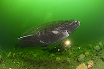 Greenland sleeper shark (Somniosus microcephalus) and underwater photographer, St. Lawrence River estuary, Canada NB: this shark was wild and unrestrained  Model released  373