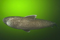 Greenland sleeper shark (Somniosus microcephalus) St. Lawrence River estuary, Canada NB: this shark was wild and unrestrained