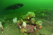 Greenland sleeper shark (Somniosus microcephalus) swimming over Anemones, Sea stars and Whelks, St. Lawrence River estuary, Canada NB: this shark was wild and unrestrained