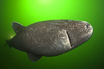Greenland sleeper shark (Somniosus microcephalus) St. Lawrence River estuary, Canada NB: this shark was wild and unrestrained