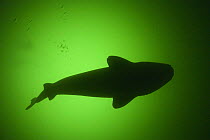 Greenland sleeper shark (Somniosus microcephalus) silhouette, St. Lawrence River estuary, Canada NB: this shark was wild and unrestrained