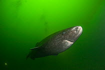 RF- Greenland sleeper shark (Somniosus microcephalus) St. Lawrence River estuary, Canada. NB: this shark was wild and unrestrained. (This image may be licensed either as rights managed or royalty free...