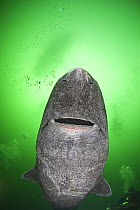 Greenland sleeper shark (Somniosus microcephalus) St. Lawrence River estuary, Canada~NB: this shark was wild and unrestrained