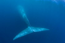 RF- Blue whale (Balaenoptera musculus). California, USA, Endangered. (This image may be licensed either as rights managed or royalty free.)