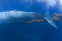 Blue whale (Balaenoptera musculus) defecating, fecal stream is colored red by krill that form the bulk of the blue whale's diet, California, USA